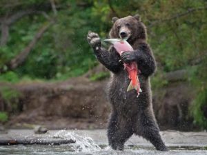 L'Orso e il Salmone Kuril Lake 