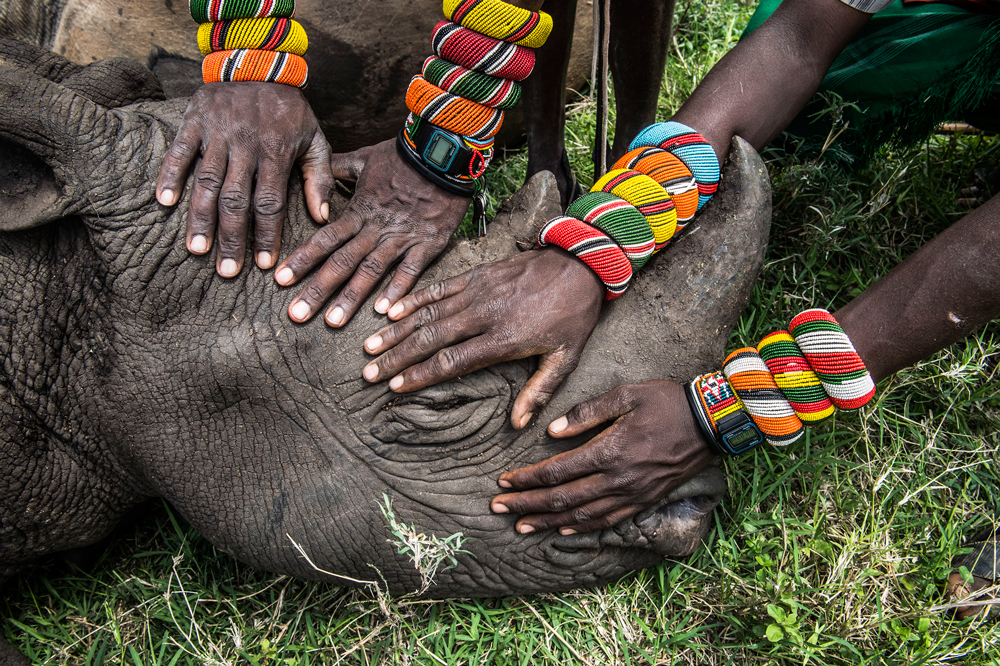 Lewa downs, Kenya del nord. Secondo premio natura singole. Un gruppo di guerrieri Samburu incontrano un rinoceronte per la prima volta. (Ami Vitale, National Geographic)