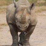 Rinoceronte Nero quasi estinto in Sud Africa