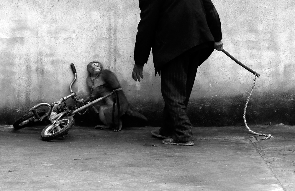Una scimmia viene addestrata per lavorare nel circo a Suzhou, provincia di Anhui, Cina. Primo premio natura singole. (Yongzhi Chu)