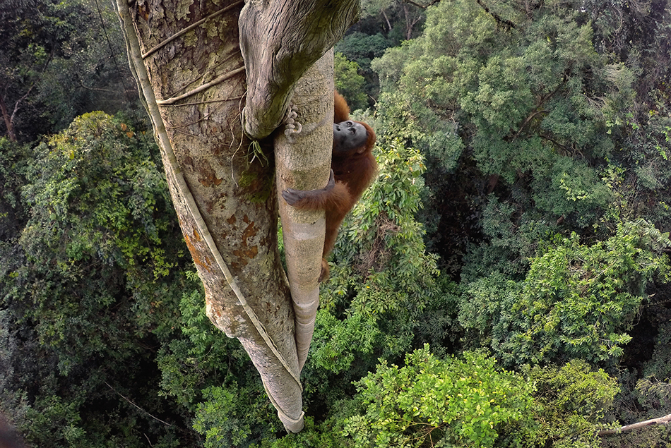 Oranghi in Bilico, fotografia di Tim Laman - Miglior foto 2016